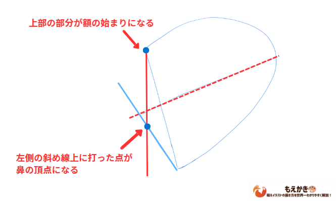 額の始まりと鼻の頂点の位置