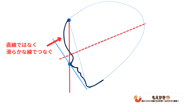 鼻先と顎先を曲線でつなぐ輪郭線