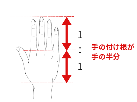 手の付け根は手の半分で1：1