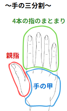手の三分割の図