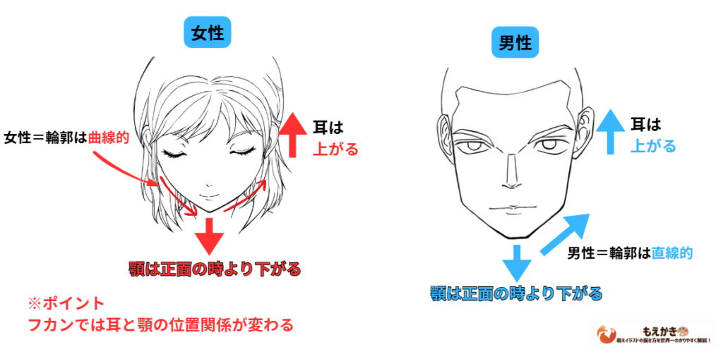 フカン顔の男女の違いの図
