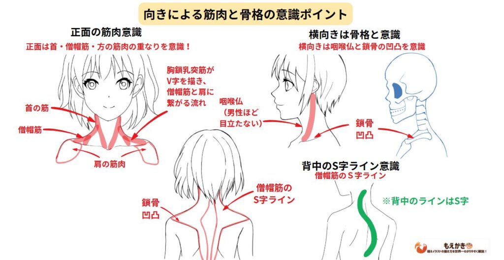 首の描画で気を付けたい筋肉と骨格の意識ポイント