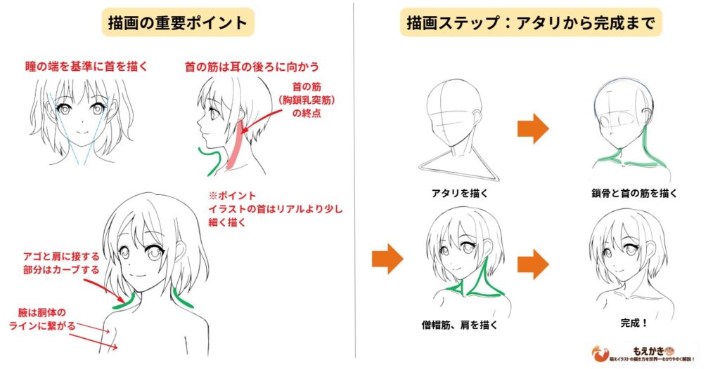 首の描き方のポイントや描画ステップ