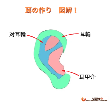 耳のイラストの描き方 図解