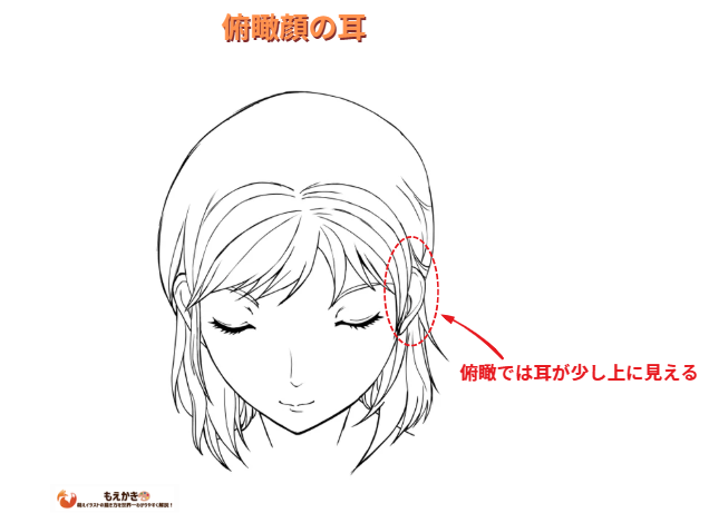 俯瞰顔の時の耳の見え方