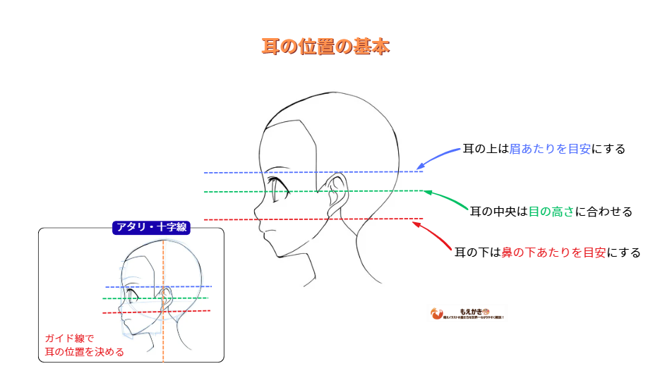 耳の基本の位置のポイント