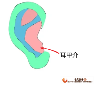 耳の描き方図解 耳甲介