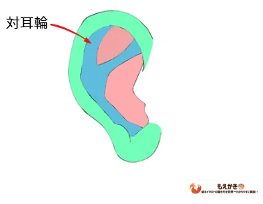 耳の描き方図解 対耳輪