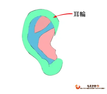 耳の描き方図解 耳輪